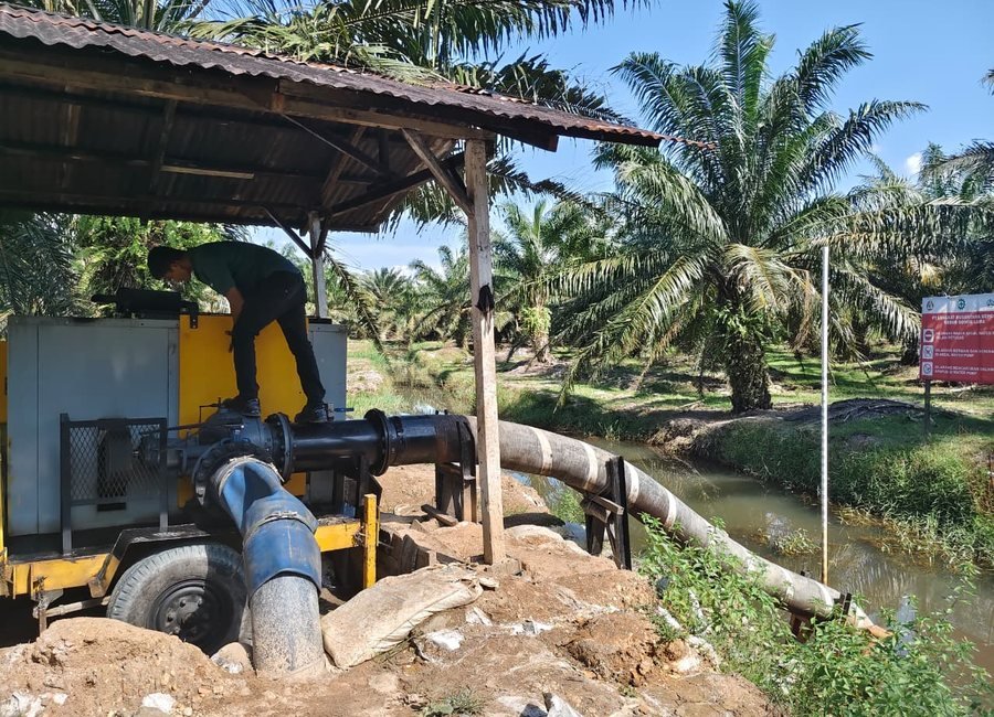 Kelapa Sawit